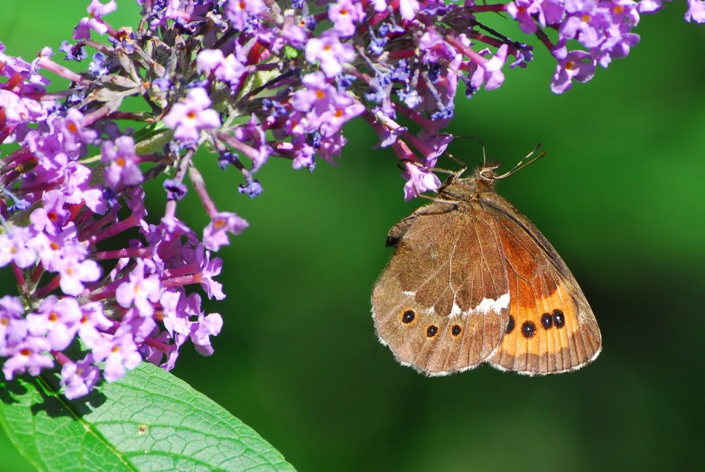 Erebia. Una o due?