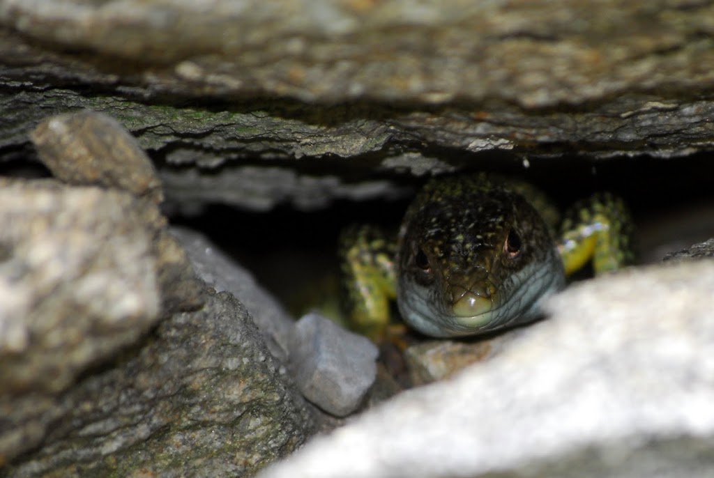 Intelligente, curioso, ...  ( Ramarro, Lacerta bilineata )