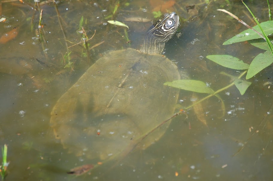 Anche questa  una Trachemis scripta scripta?