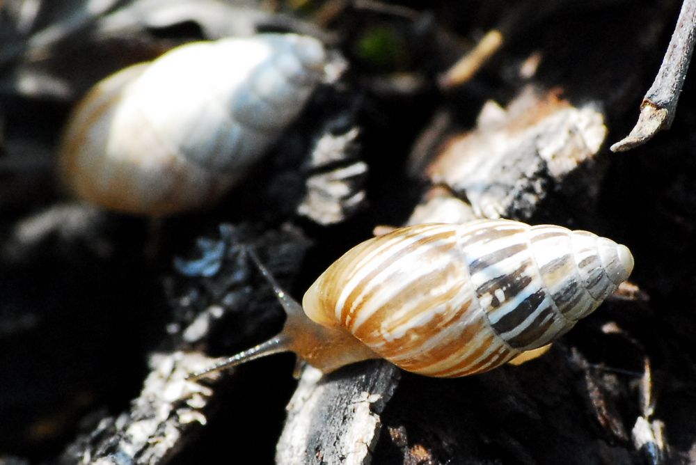 Per gli amanti dei gasteropodi, con amicizia