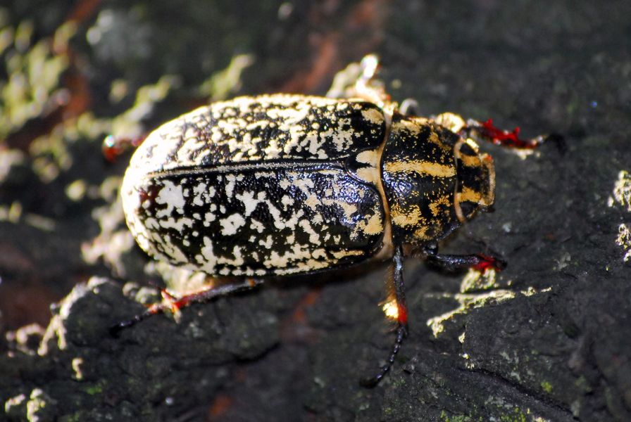 dopo tre anni: Polyphylla fullo