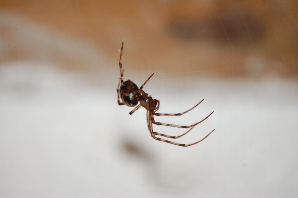 Steatoda?