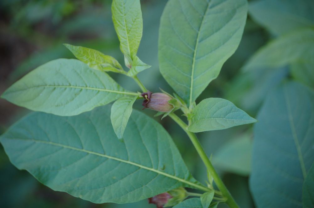 Atropa bella-donna