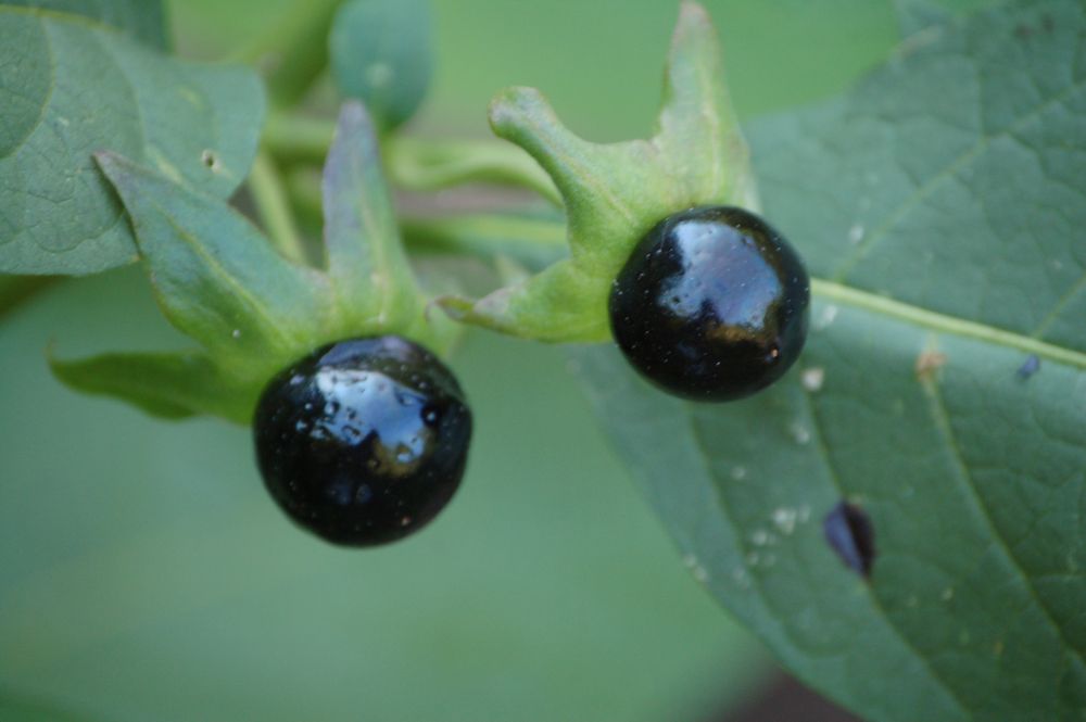 Atropa bella-donna