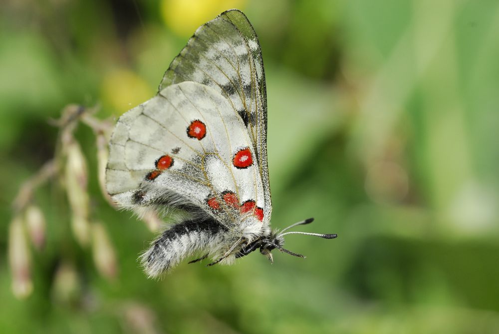 Un''apollo fortunata