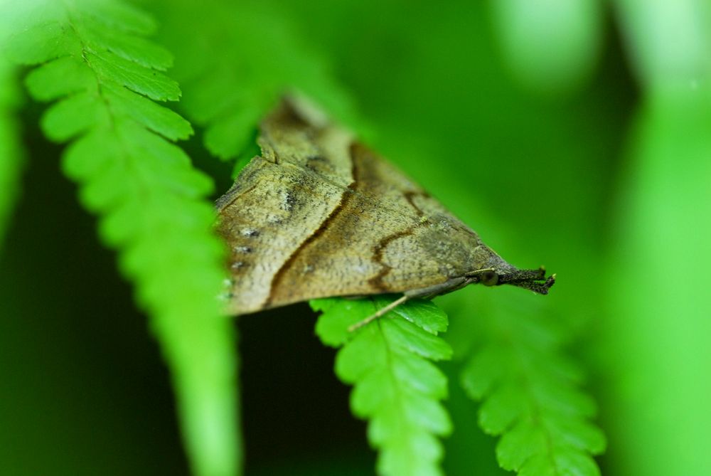 Hypena proboscidalis (Erebidae) e Metaxmeste sp. (Crambidae)