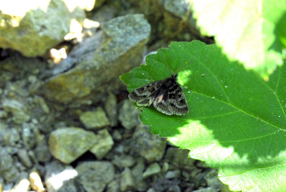 Hypena proboscidalis (Erebidae) e Metaxmeste sp. (Crambidae)