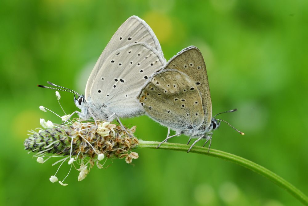 Copula di Lycaena hhippothoe (credo)