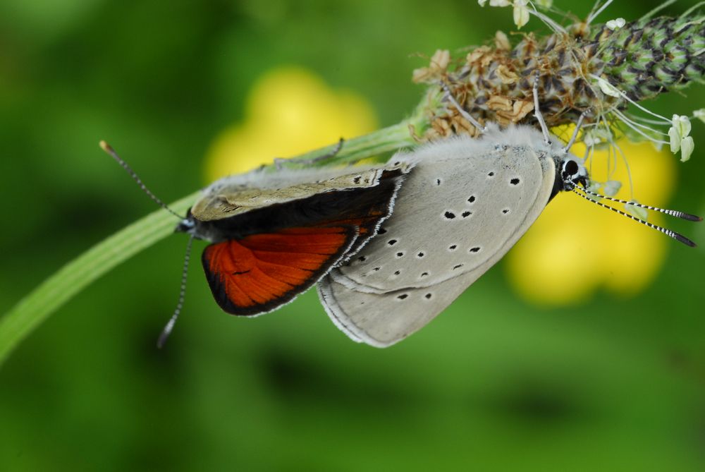 Copula di Lycaena hhippothoe (credo)