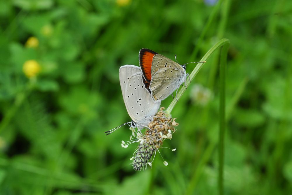 Copula di Lycaena hhippothoe (credo)