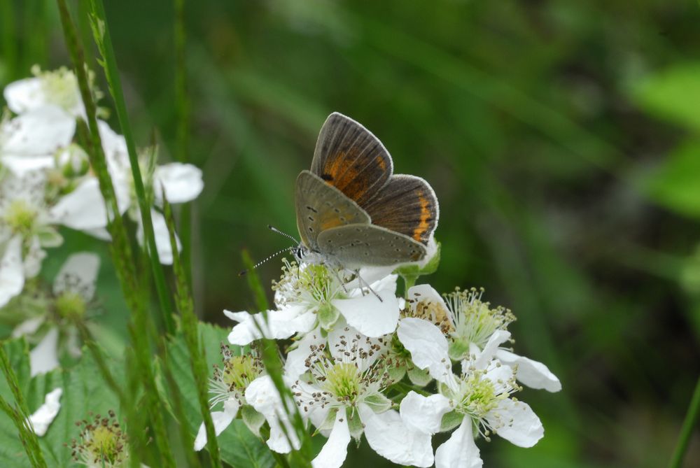 Copula di Lycaena hhippothoe (credo)