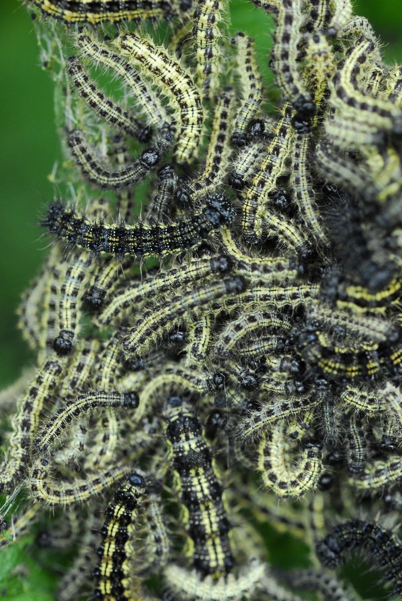 La mia prima Aglais urticae