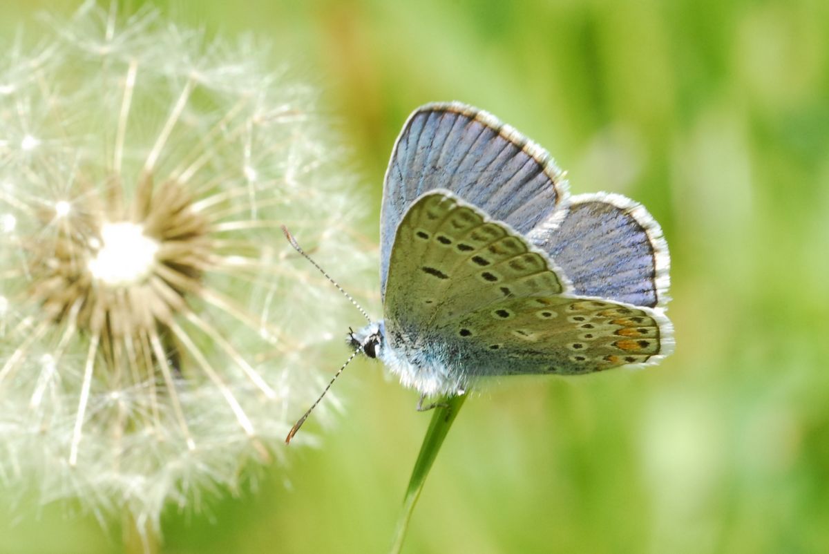 Polyommatus (Era: C''...)