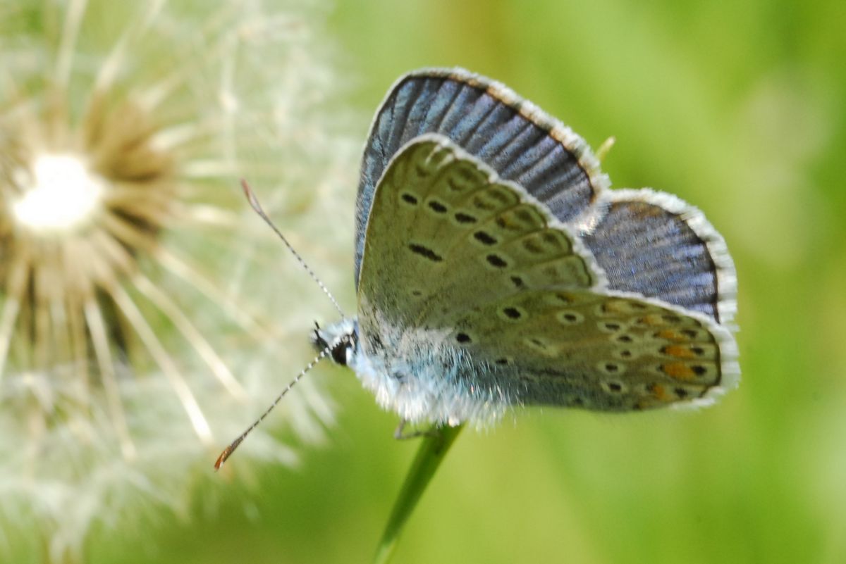 Polyommatus (Era: C''...)