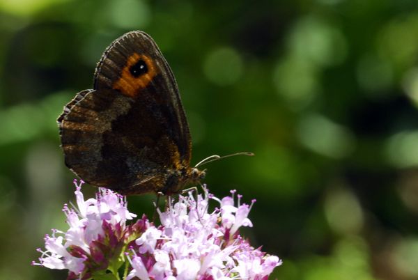 Erebia aethiops - Nymphalidae Satyrinae.........dal Trentino