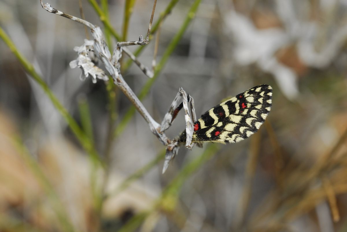 La rumina ruminata (Zerynthia rumina predata da Empusa sp.)