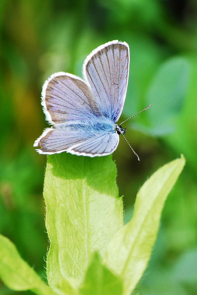 Plebejus argus?