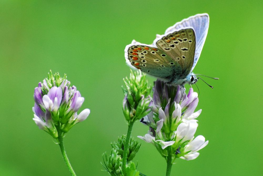 Plebejus argus?