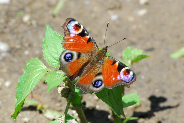 Aglais io