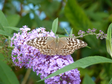 Identificazone farfalla