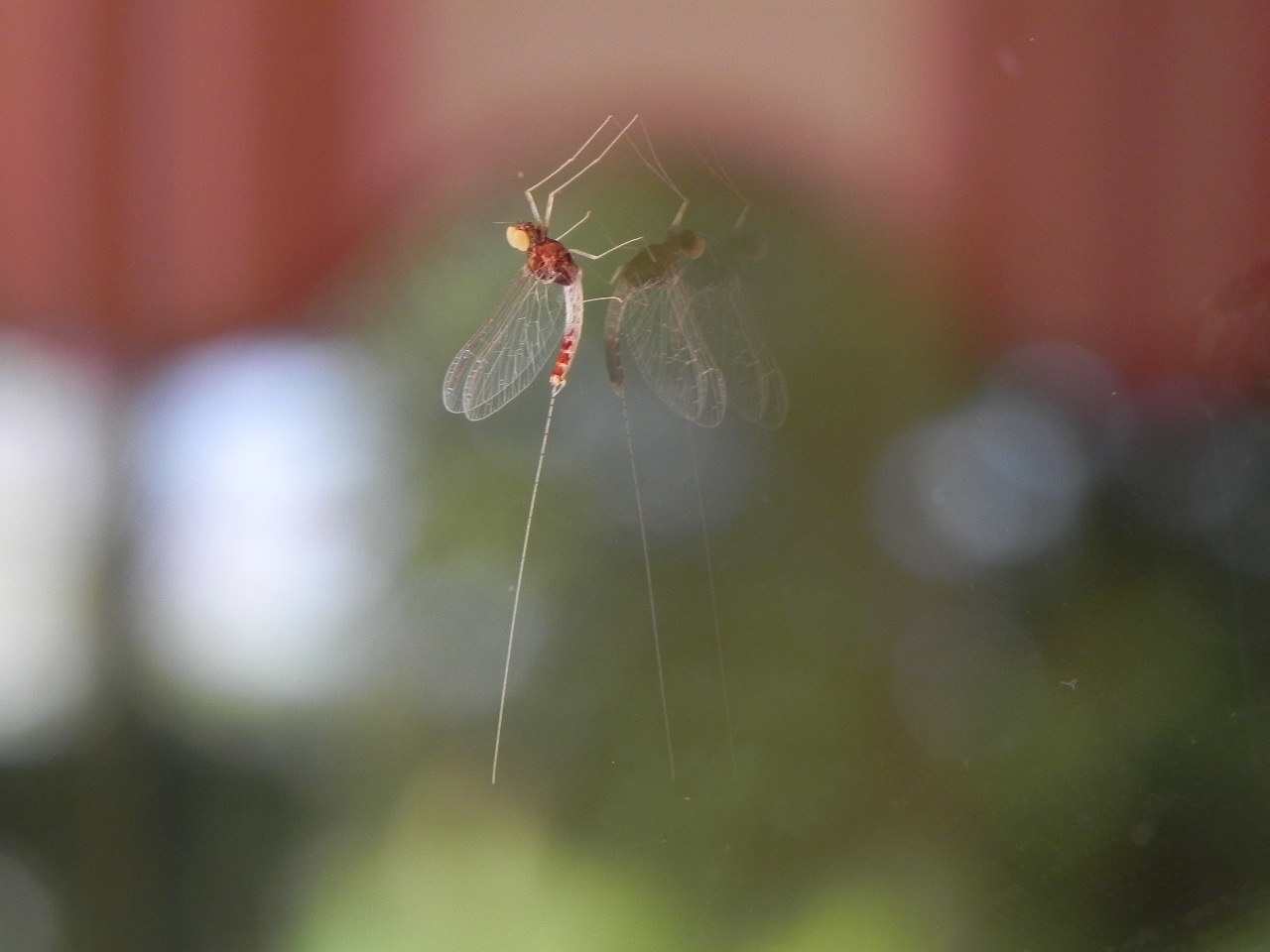 Ephemerottera neosfarfallato