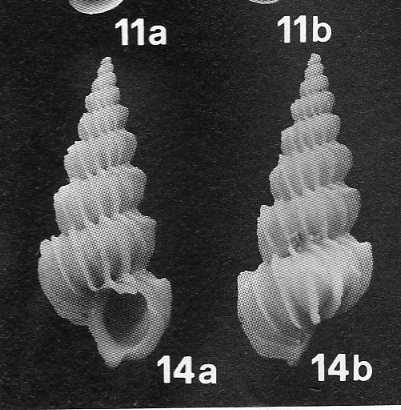 Epitonium - Hyrtoscala spinifera var. perlongata  Sacco,1891