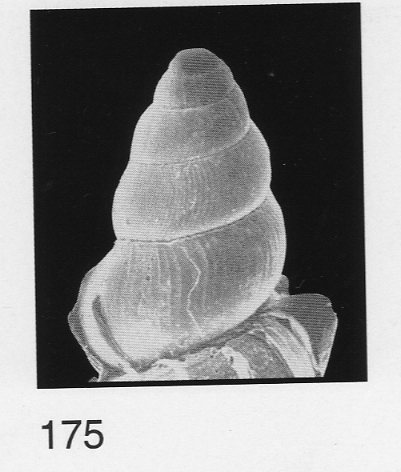 Epitonium - Hyrtoscala spinifera var. perlongata  Sacco,1891