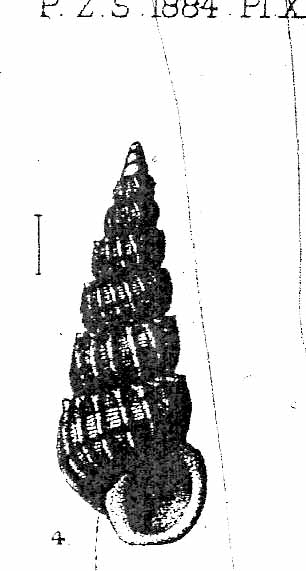 Epitonium - Hyrtoscala spinifera var. perlongata  Sacco,1891