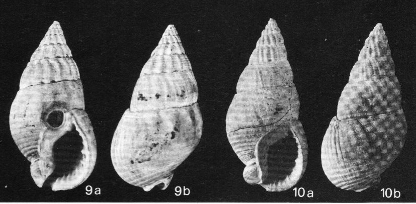 Nassarius turritus (Borson, 1820)