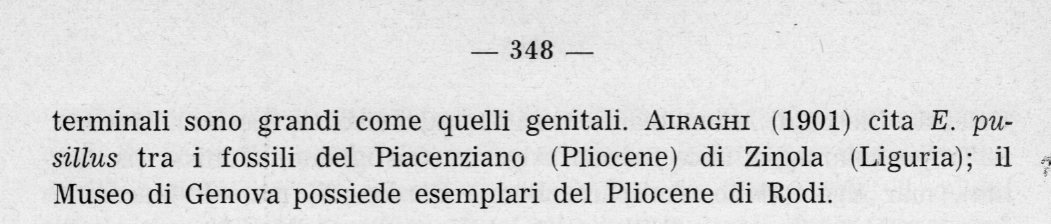 Fossile pliocenico da identificare