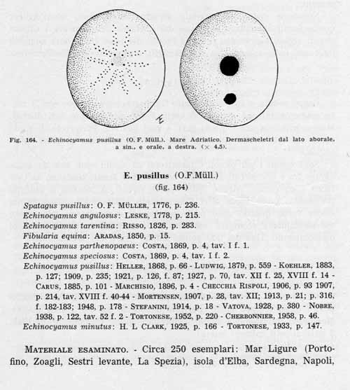 Fossile pliocenico da identificare