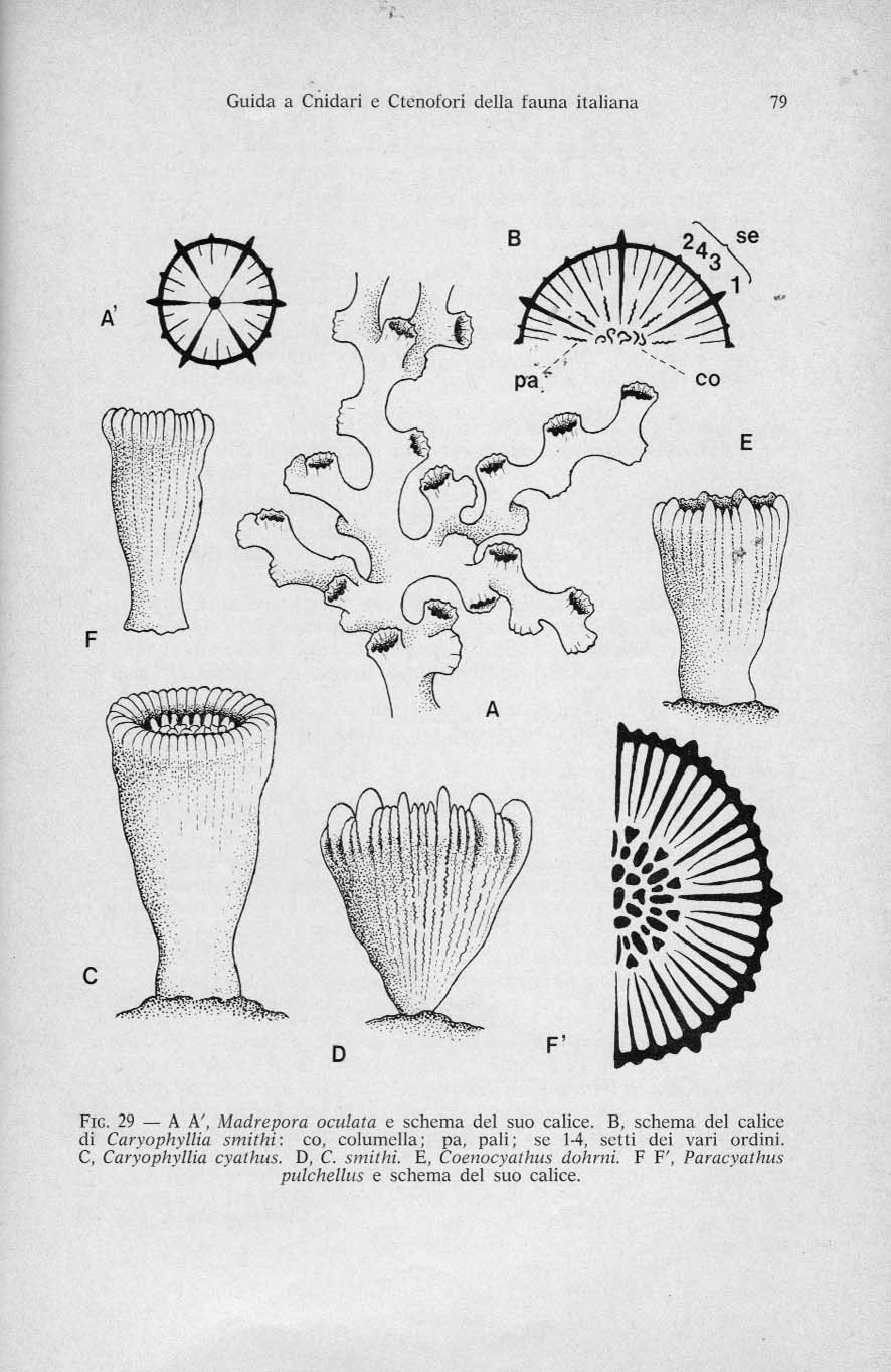 Corallo a singolo polipo Caryophyllia smithii