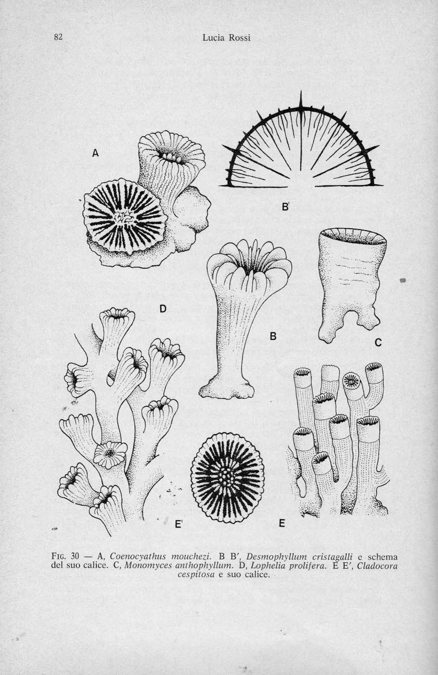 Corallo a singolo polipo Caryophyllia smithii