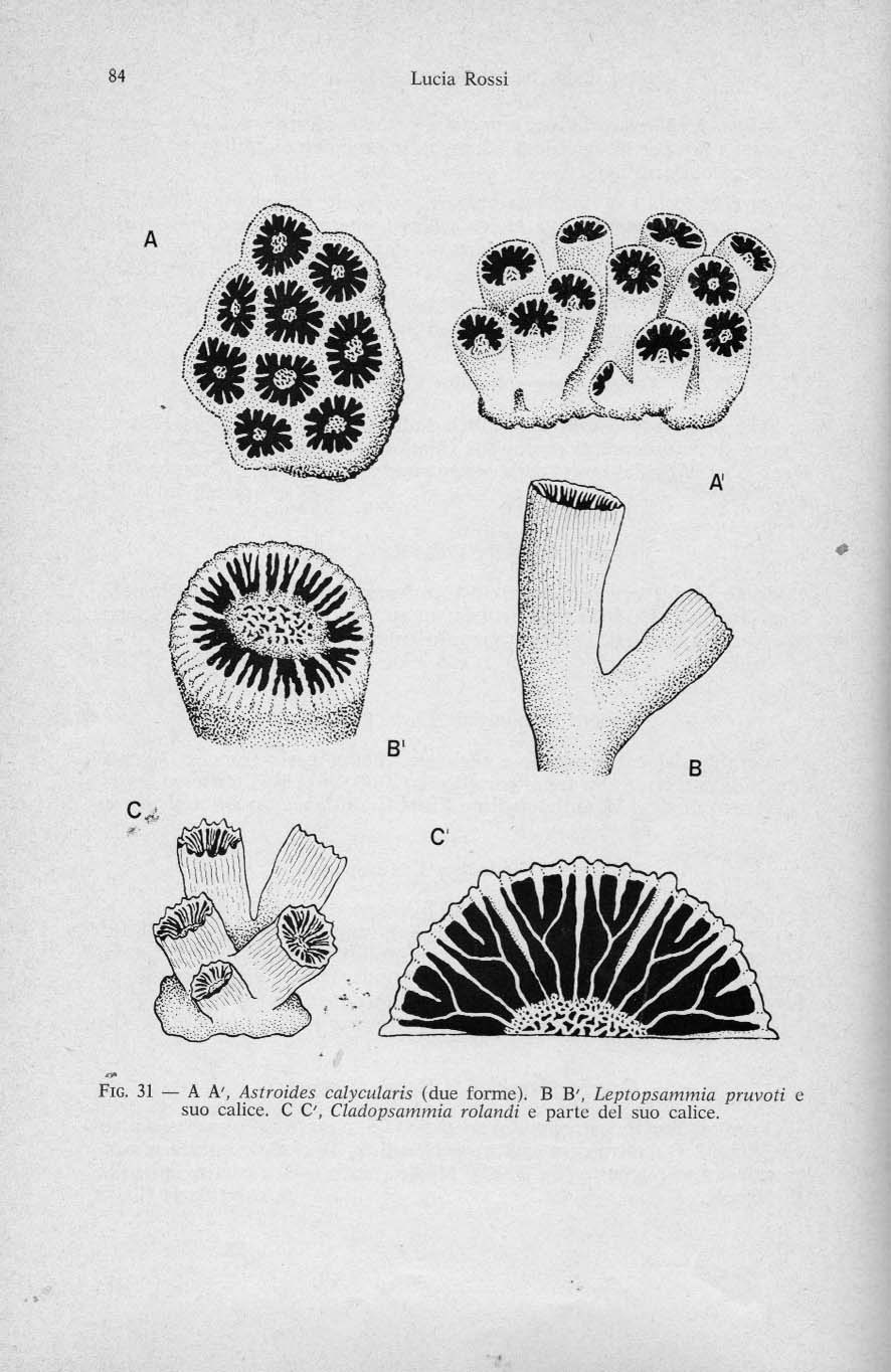 Corallo a singolo polipo Caryophyllia smithii