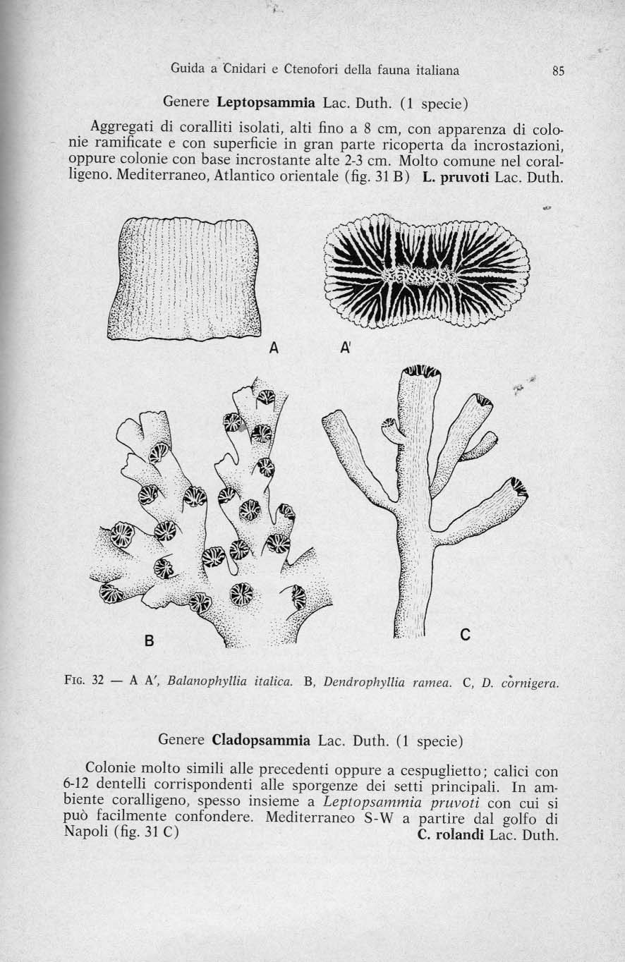 Corallo a singolo polipo Caryophyllia smithii