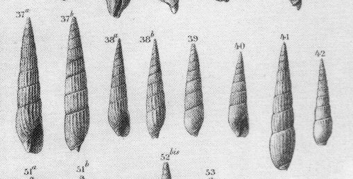 Hastula costulata (Borson, 1820)