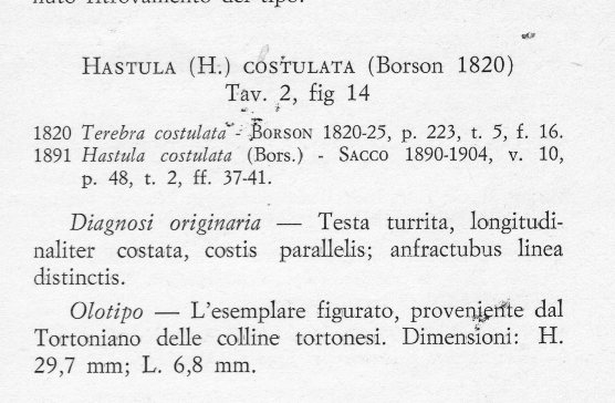 Hastula costulata (Borson, 1820)