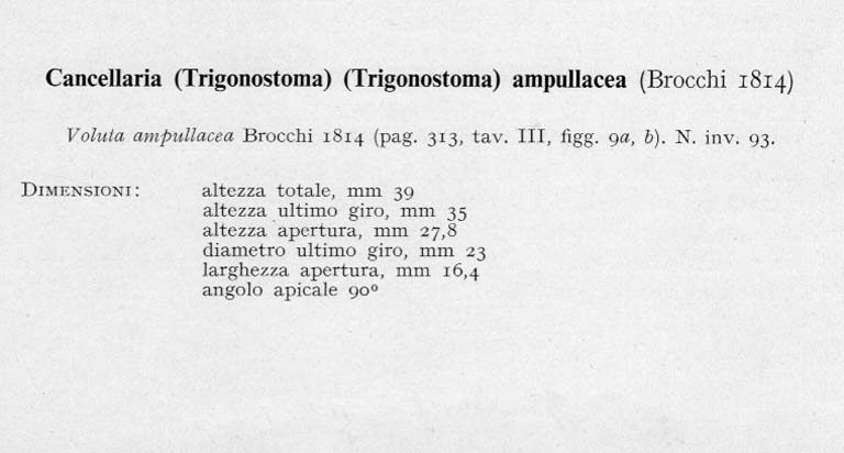 Trigonostoma ampullaceum (Brocchi, 1814)