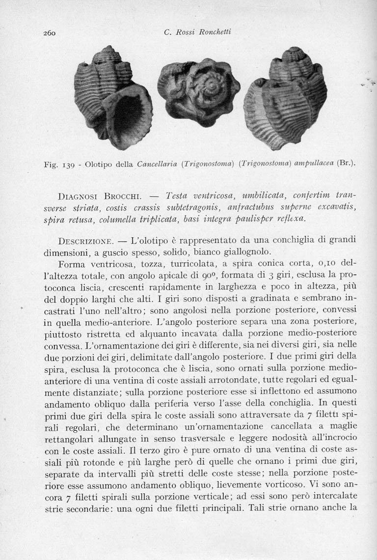 Trigonostoma ampullaceum (Brocchi, 1814)