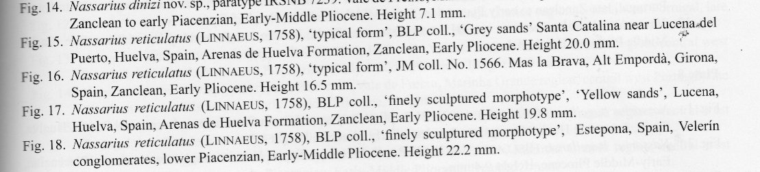 Gasteropode pliocenico 12