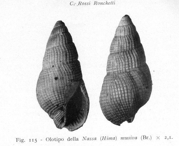 Gasteropode pliocenico 12