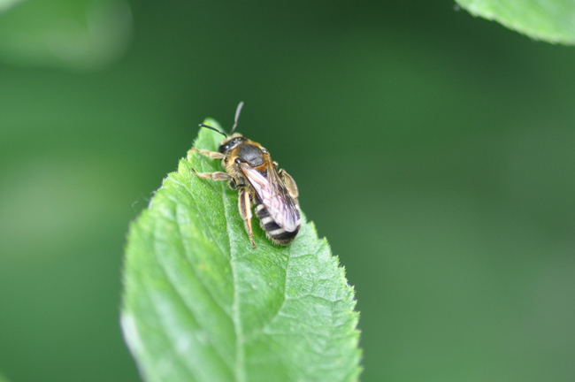 Apidae Andreninae?