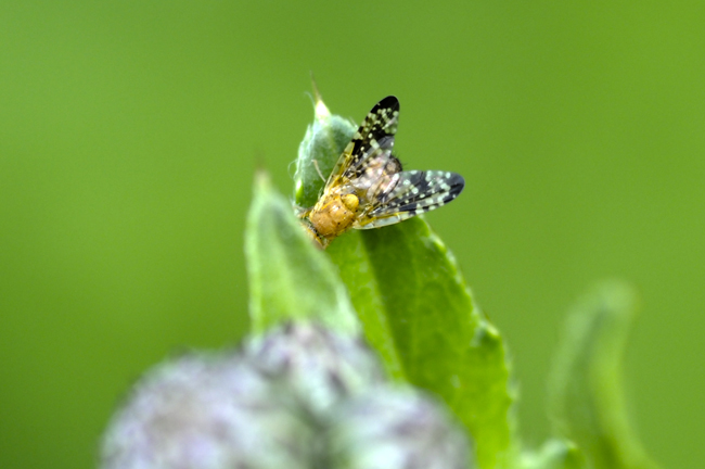 Tephritidae da identificare