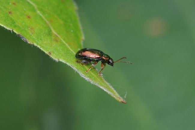 Chrysomelidae: Crepidodera cfr aurea