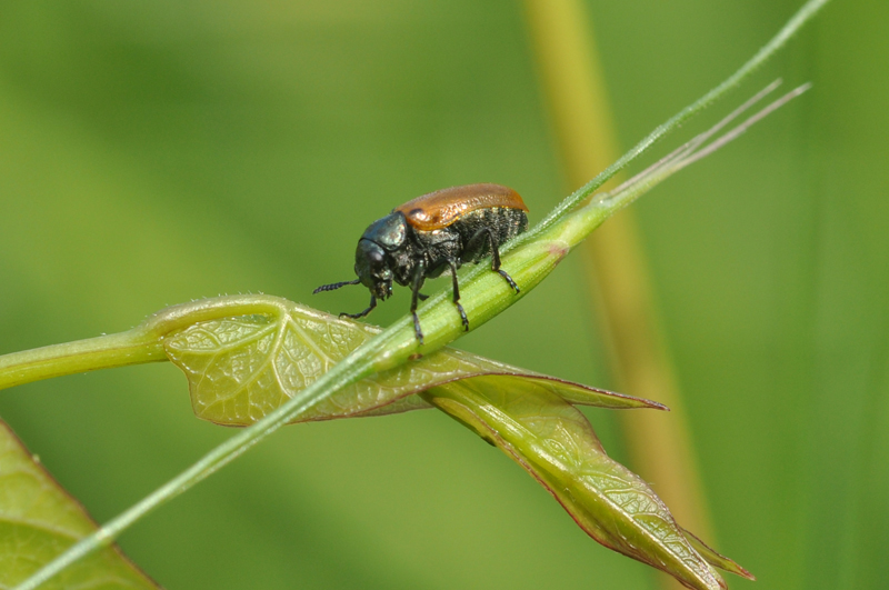 Cryptocephalus coryli o Labidostomis sp.?