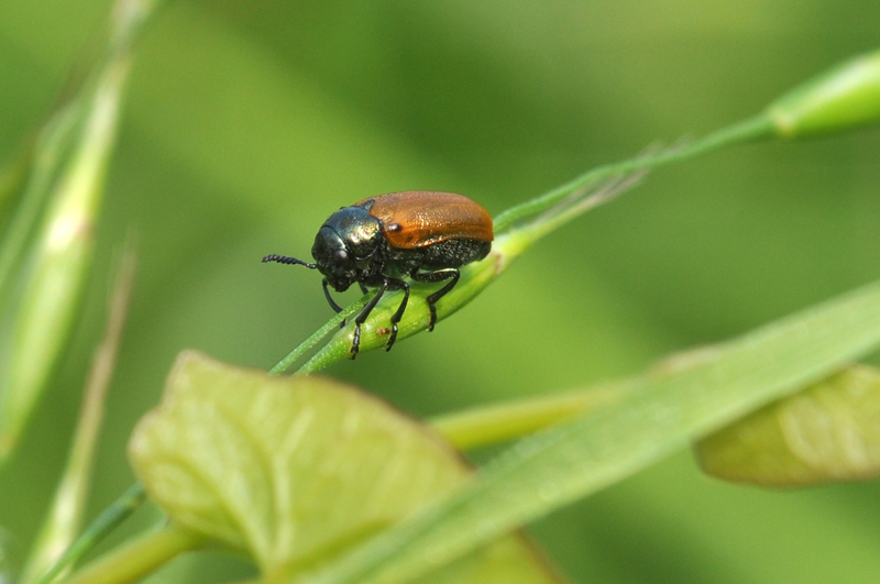 Cryptocephalus coryli o Labidostomis sp.?