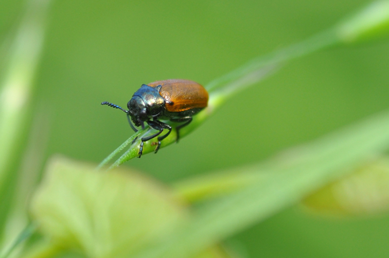 Cryptocephalus coryli o Labidostomis sp.?