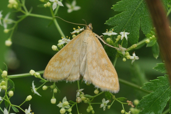 Sitochroa verticalis (Pyralidae)??