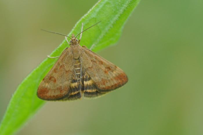 Forse  una  Crambidae