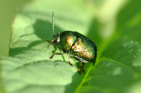 Cryptocephalus? Per essere pi precisi?